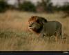 lion-stalking-botswana-xl.jpg